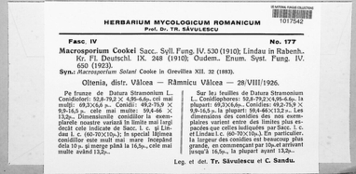 Alternaria cookei image